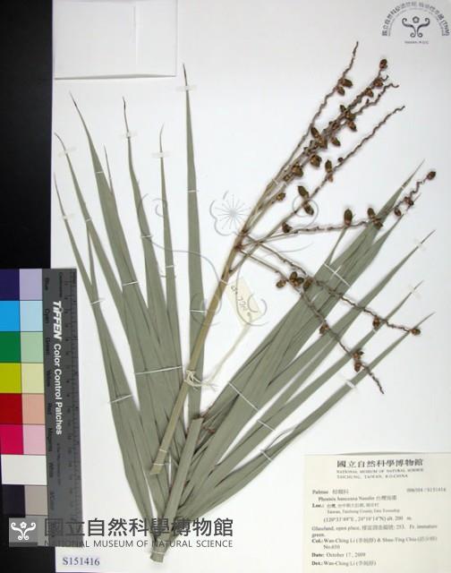 台灣海棗藏品圖，第1張