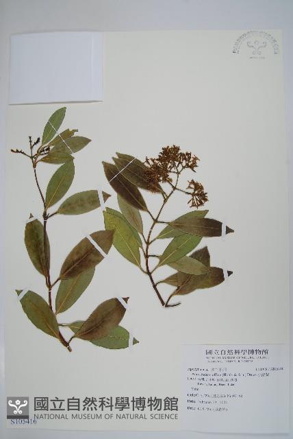 小錦蘭藏品圖，第1張