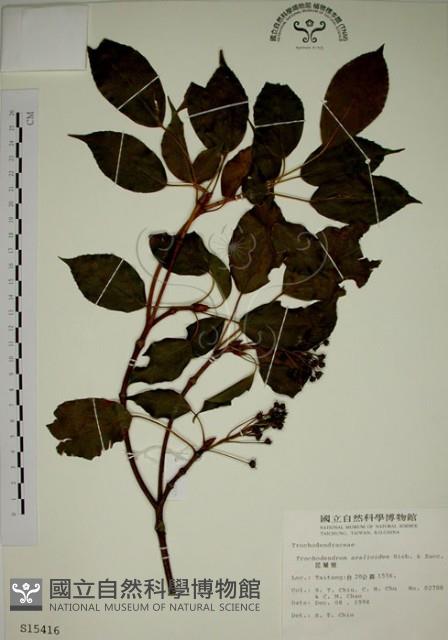 昆欄樹藏品圖，第1張