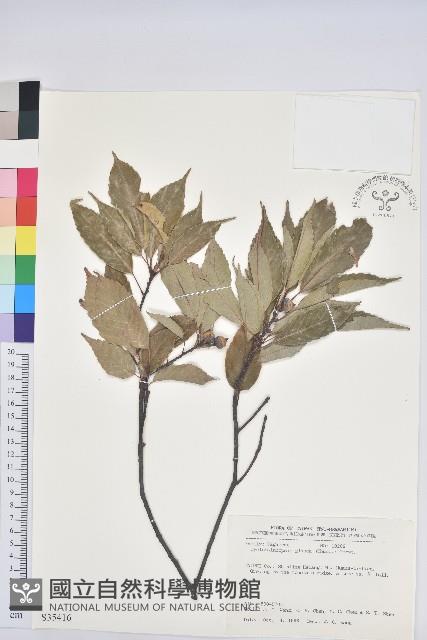 青剛櫟、鐵椆藏品圖，第1張