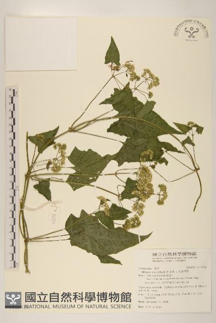 小花蔓澤蘭藏品圖，第1張
