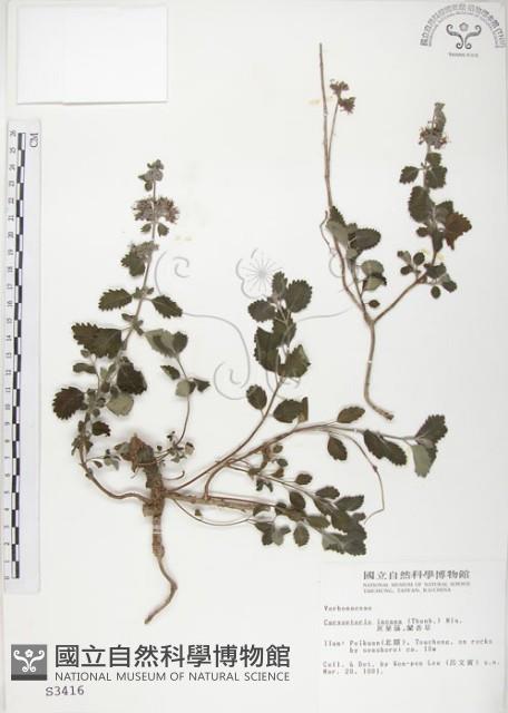 灰葉蕕藏品圖，第1張