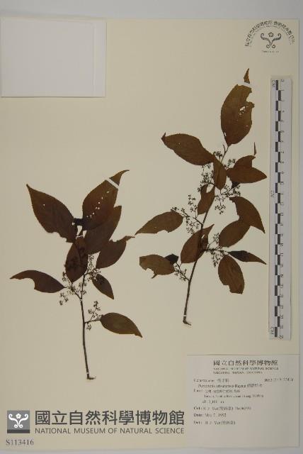 佩羅特木藏品圖，第1張