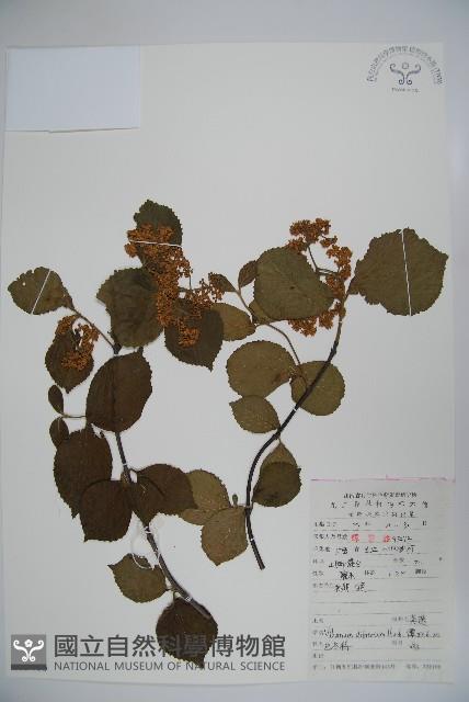 莢迷藏品圖，第1張