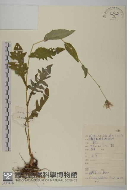 煙管草藏品圖，第1張