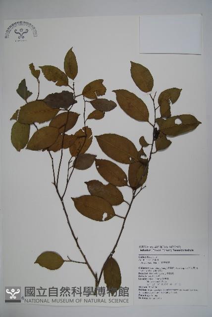 臺灣糊樗藏品圖，第1張