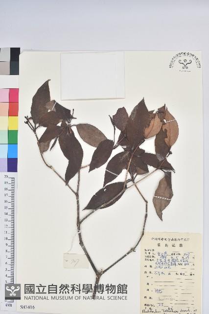 鹿角杜鵑、西施花、青紫木藏品圖，第1張
