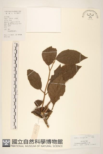 茄葉斑鳩菊藏品圖，第1張