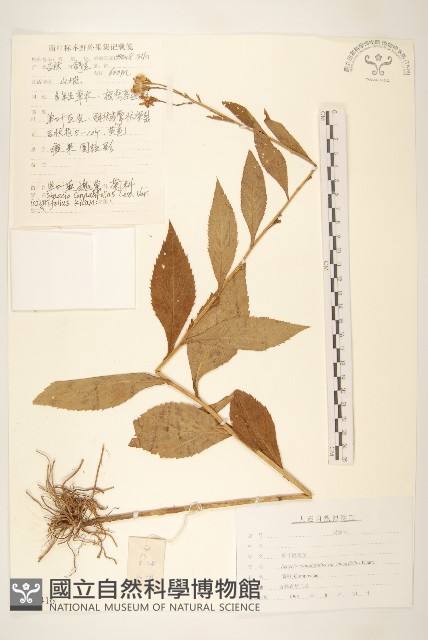 登錄號:S107416藏品圖，第1張