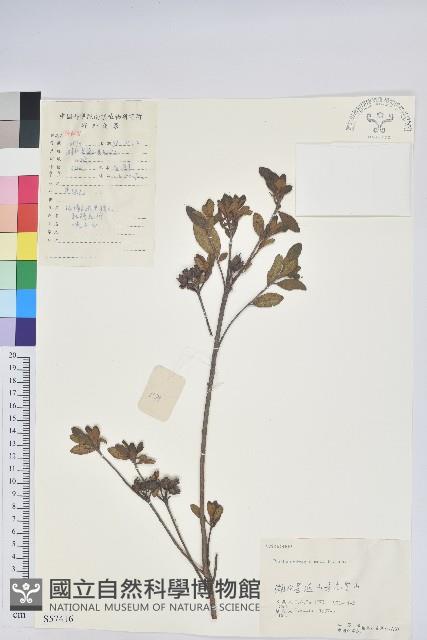 唐杜鵑、大屯杜鵑、中原氏杜鵑藏品圖，第1張