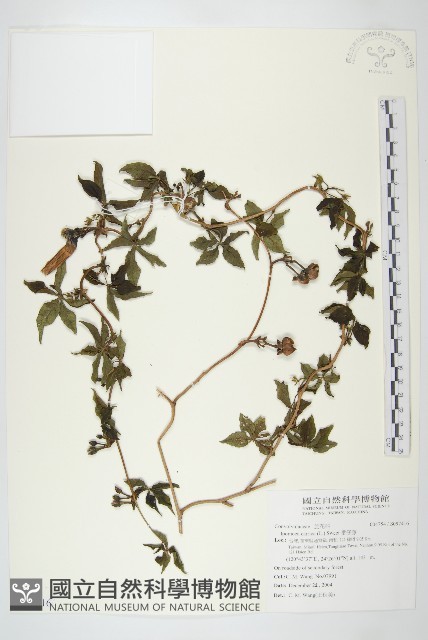 番仔藤藏品圖，第1張