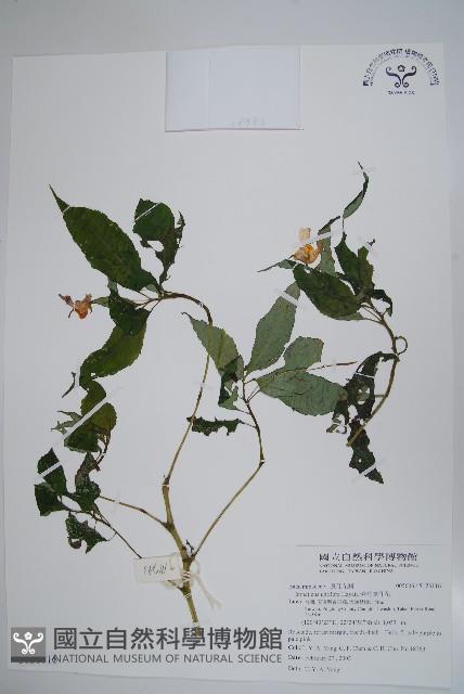 紫花鳳仙花藏品圖，第1張