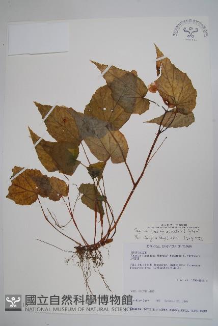 登錄號:S026116藏品圖，第1張