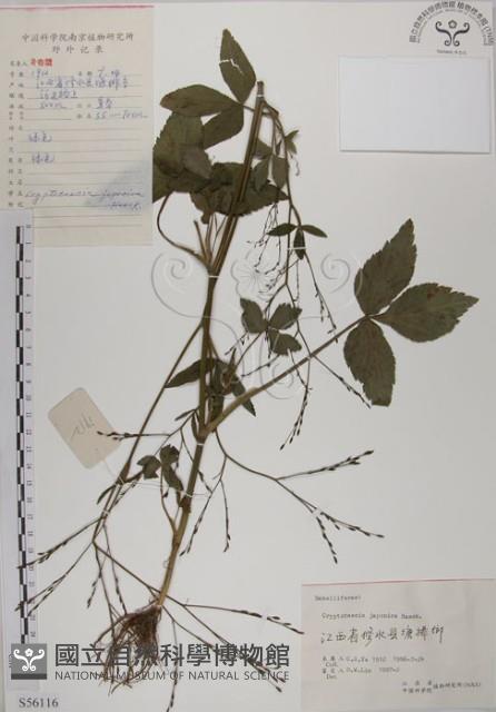 鴨兒芹藏品圖，第1張