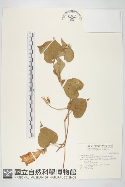 銳葉牽牛藏品圖，第1張