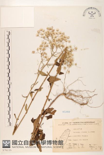 一枝香藏品圖，第1張