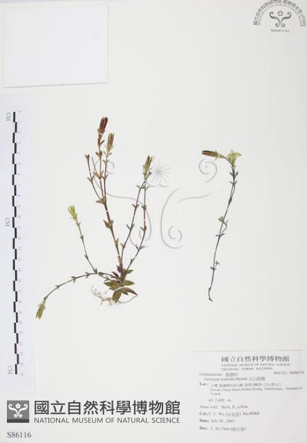 玉山龍膽藏品圖，第1張