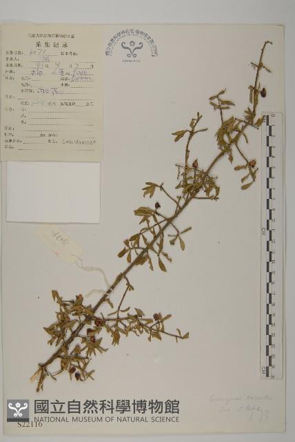 小衛矛藏品圖，第1張