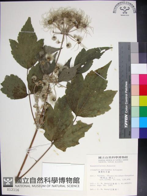 台灣牡丹藤、台灣草牡丹藏品圖，第1張