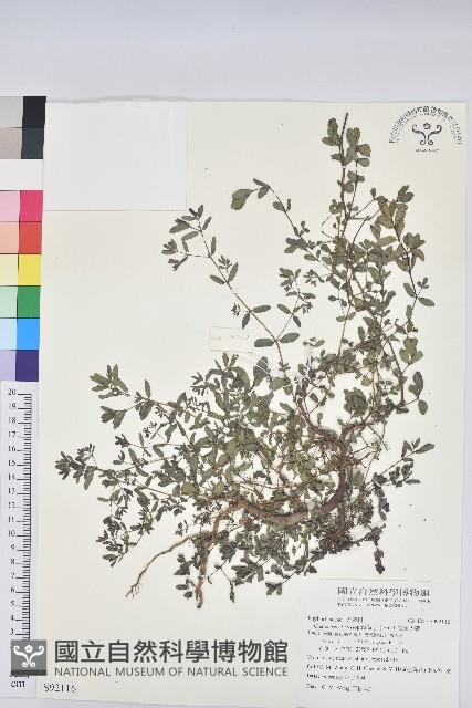 紫斑大戟藏品圖，第1張