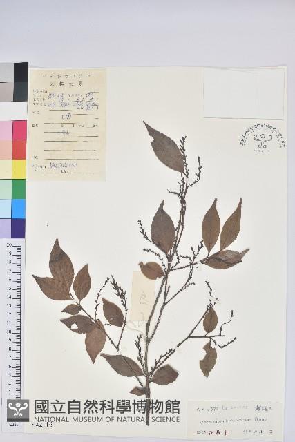 Accession Number:S042116 Collection Image