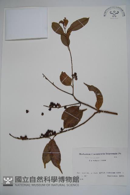 華氏冬青藏品圖，第1張