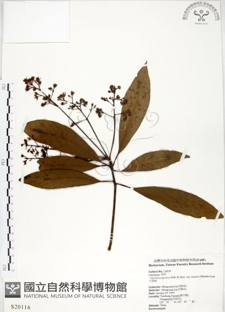 大葉楠藏品圖，第1張