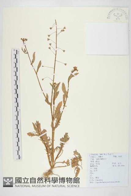 薺藏品圖，第1張