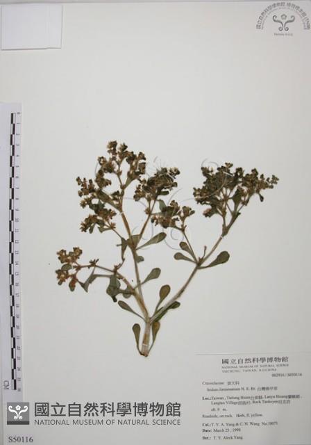 台灣佛甲草、石板菜藏品圖，第1張