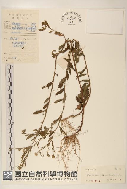 雞兒腸藏品圖，第1張