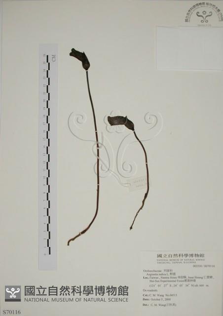 野菰藏品圖，第1張