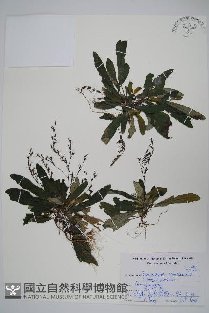 哈哼花藏品圖，第1張