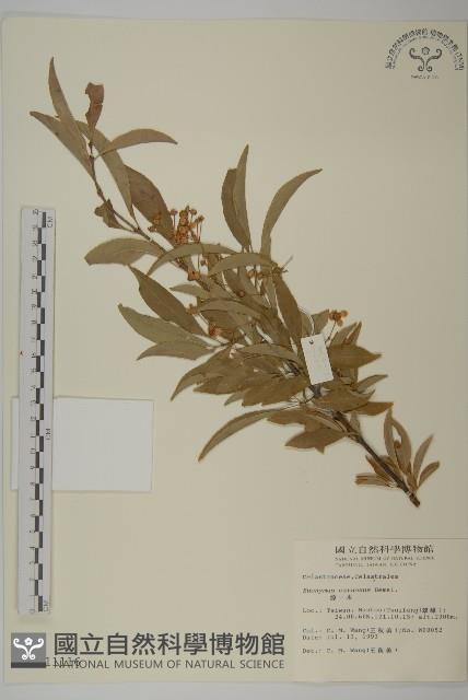 厚葉衛矛, 源一木藏品圖，第1張