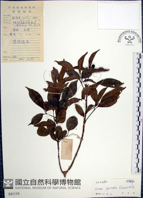 山埔姜藏品圖，第1張