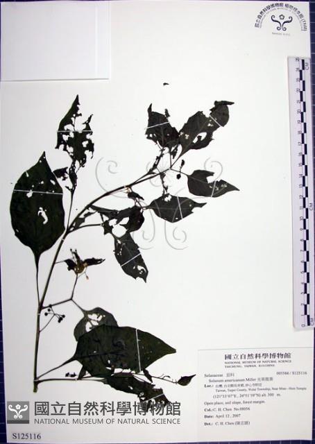 光果龍葵藏品圖，第1張