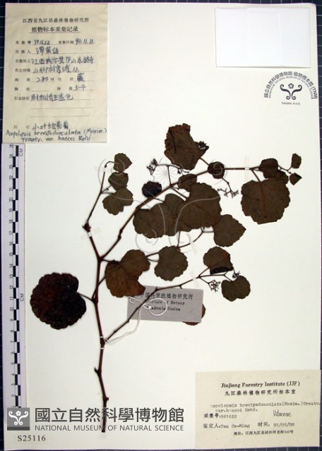 漢氏山葡萄藏品圖，第1張