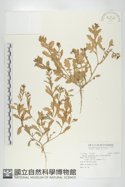 廣東葶藶藏品圖，第1張