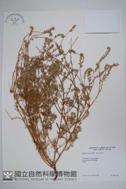 登錄號:S035116藏品圖，第1張