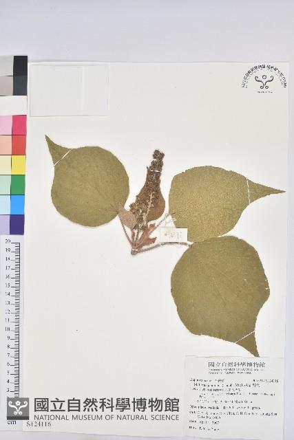 野桐藏品圖，第1張