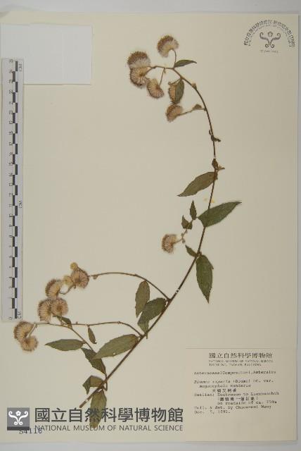 大頭艾納香藏品圖，第1張