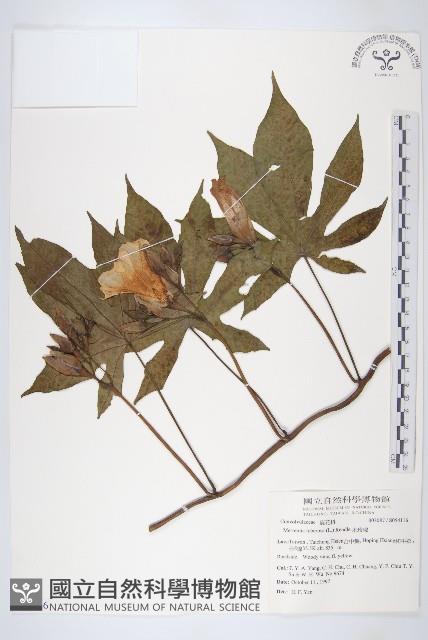 姬旋花、木玫瑰藏品圖，第1張