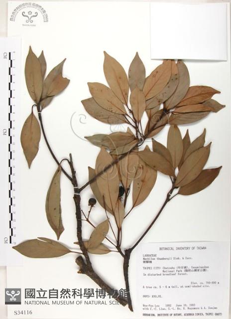 豬腳楠藏品圖，第1張