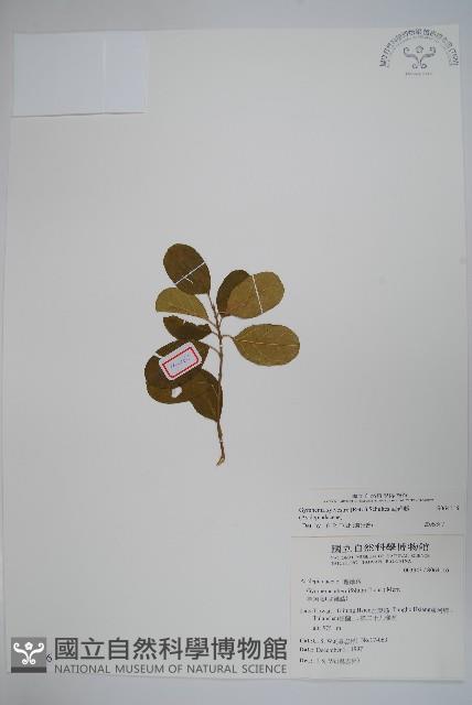 武靴藤藏品圖，第1張