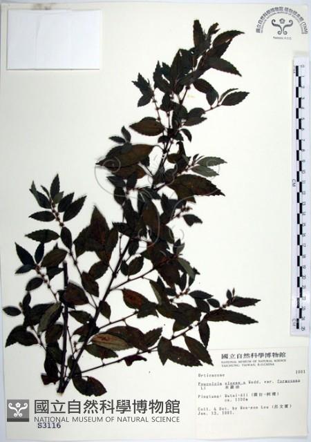 水雞油藏品圖，第1張