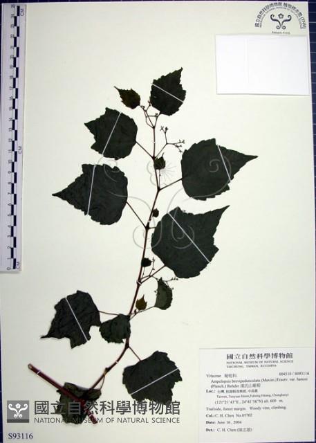 漢氏山葡萄藏品圖，第1張