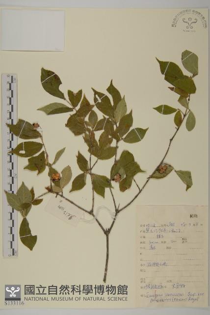 少花瘤枝衛矛藏品圖，第1張