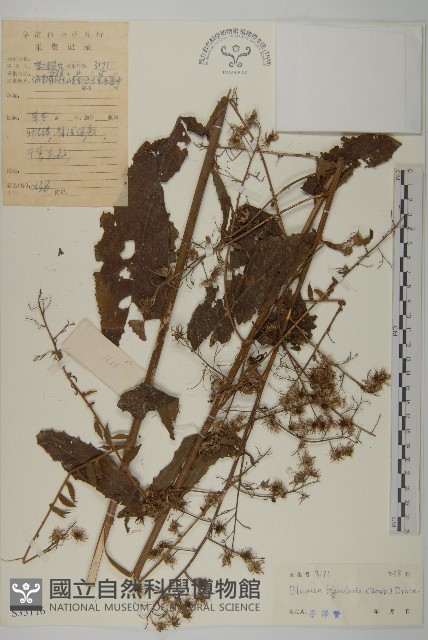 走馬胎藏品圖，第1張