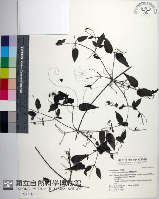 田村氏鐵線蓮藏品圖，第1張