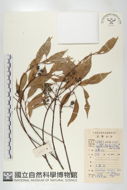 華杜英藏品圖，第1張