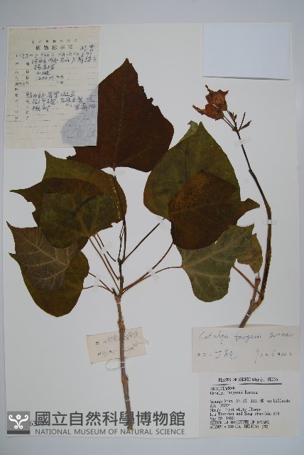 灰楸藏品圖，第1張